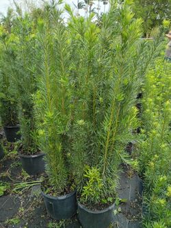 Podocarpus Instan Privacy Hedge