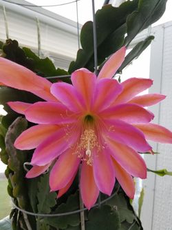 Big Pink Cactus Orchid 