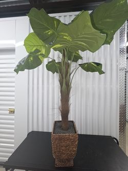 Decorative House Plant