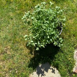 Large Oregano Plant In Nursery Pot 