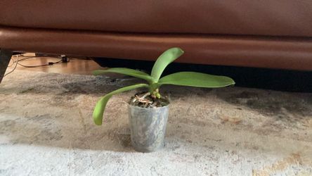 White blooming orchid plant