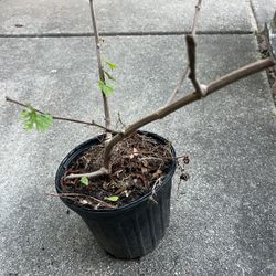 Grapes/ Grape Vine/ Grape Tree (read Description Below)