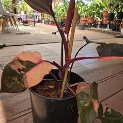 Philodendron Pink Princess, 2 Gallon Pot, Large Plant 