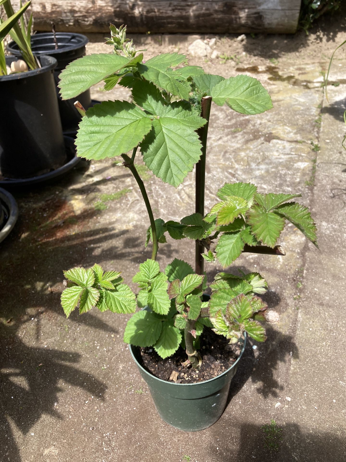 Blackberry Fruit Plant
