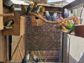 Nests