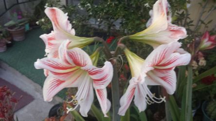 Lirio blanco