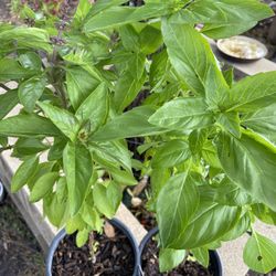 Sweet Basil Herb Plant🌱