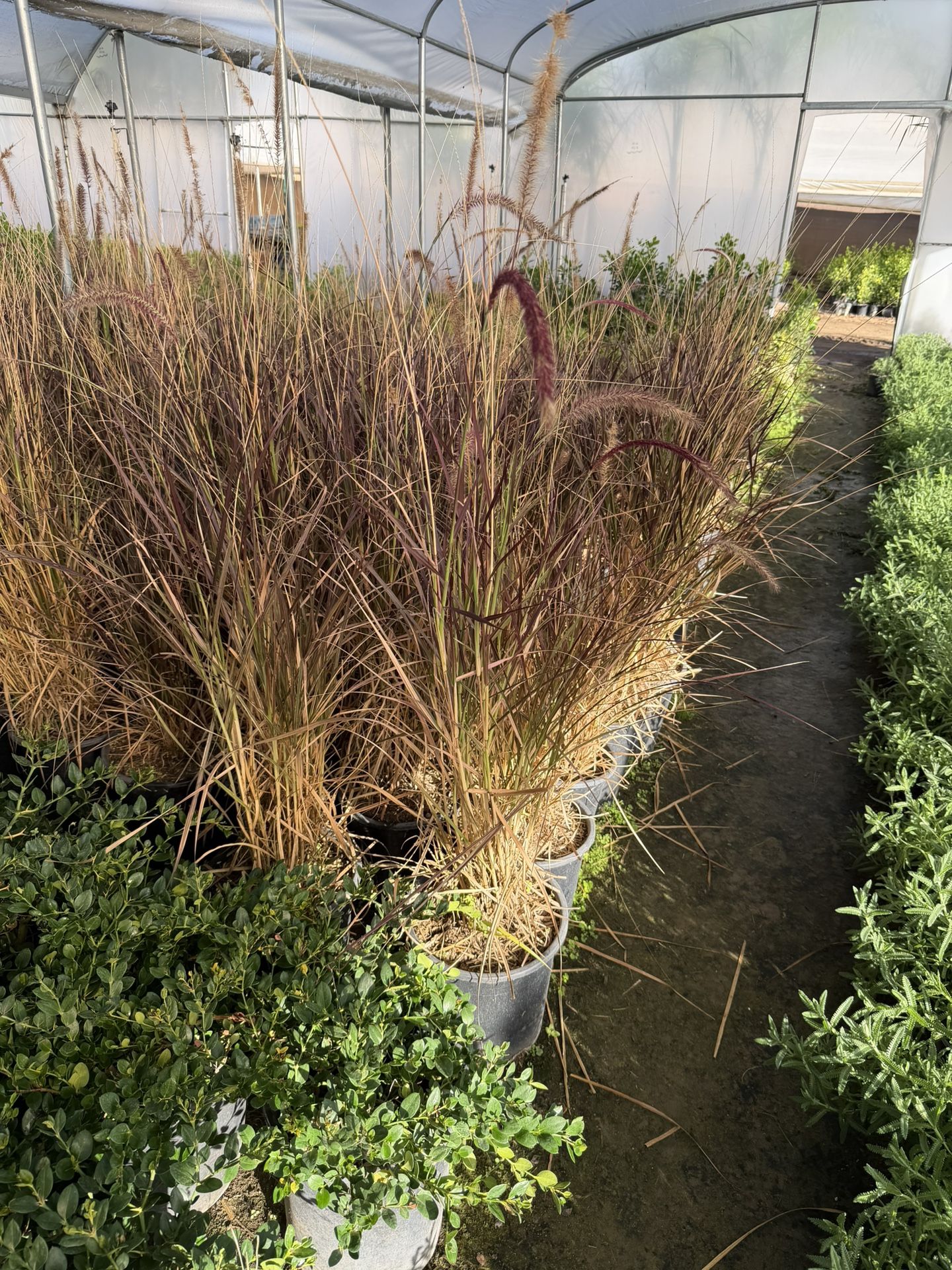 Purple Fountain Grass 5 Gal