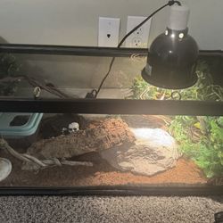 Leopard Geckos + Complete Terrarium for Free