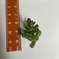 Succulent Plant Cuttings $1-2 Each!