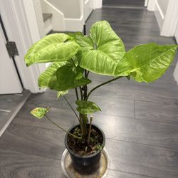 Syngonium plant indoor in pot very vibrant