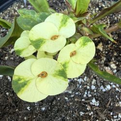 Es Una Planta De Semilla, Pero Muy Buena Para Florear. La Planta Está Muy Chiquita, Pero Tiene Varios Esquejes Y La Flor Le Dura Mucho