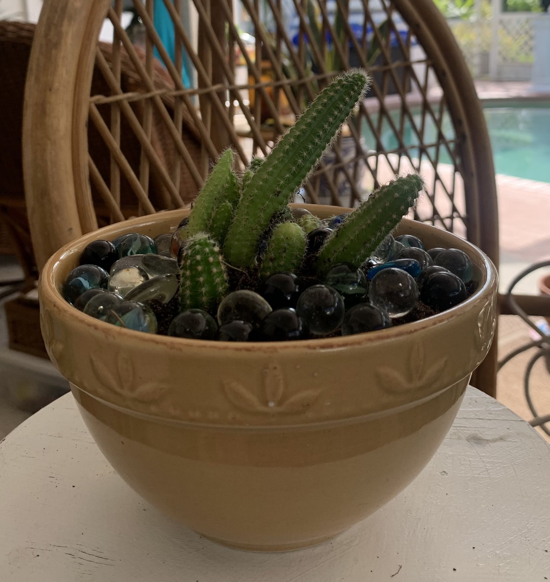 Arrojadoa  Cactus On A Ceramic  Pots.set At 2