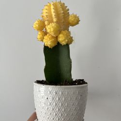 Moon cactus