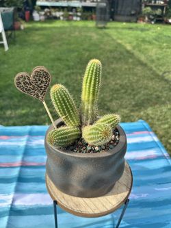 Cactus 
