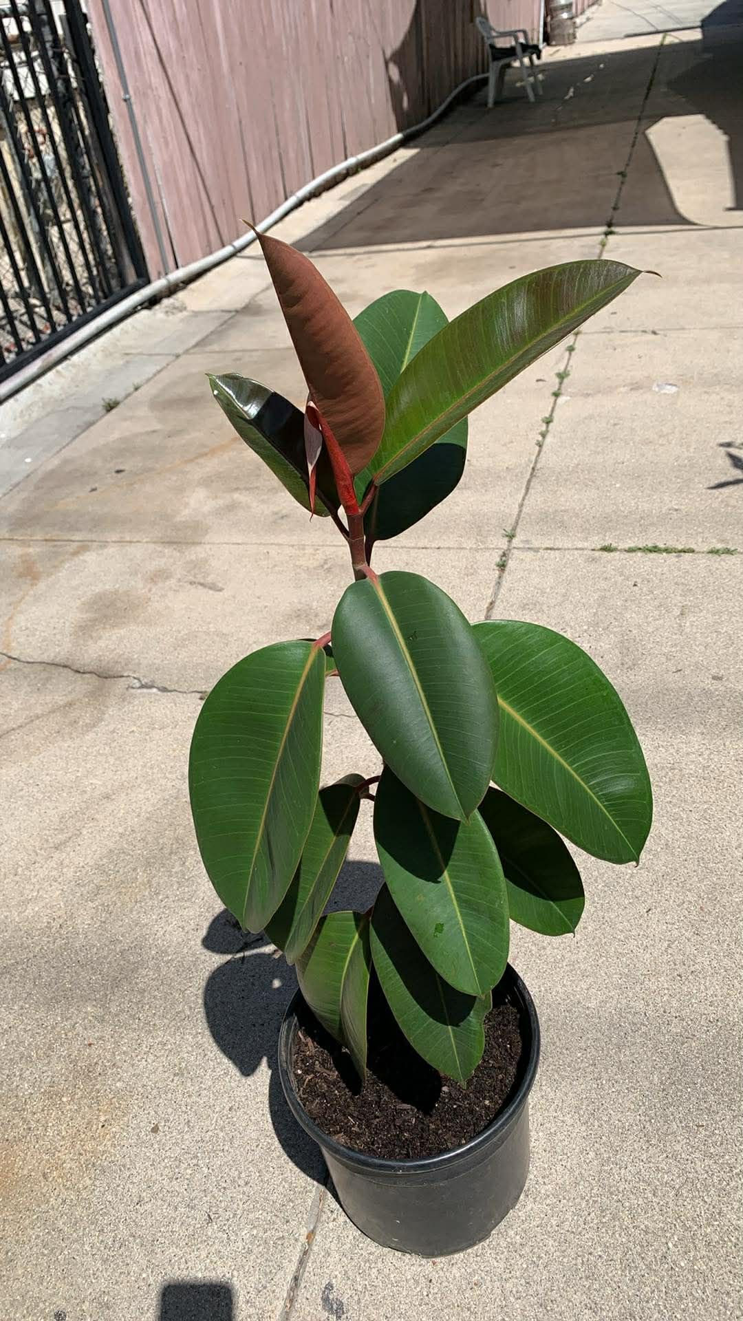 Plant- Ruber plant