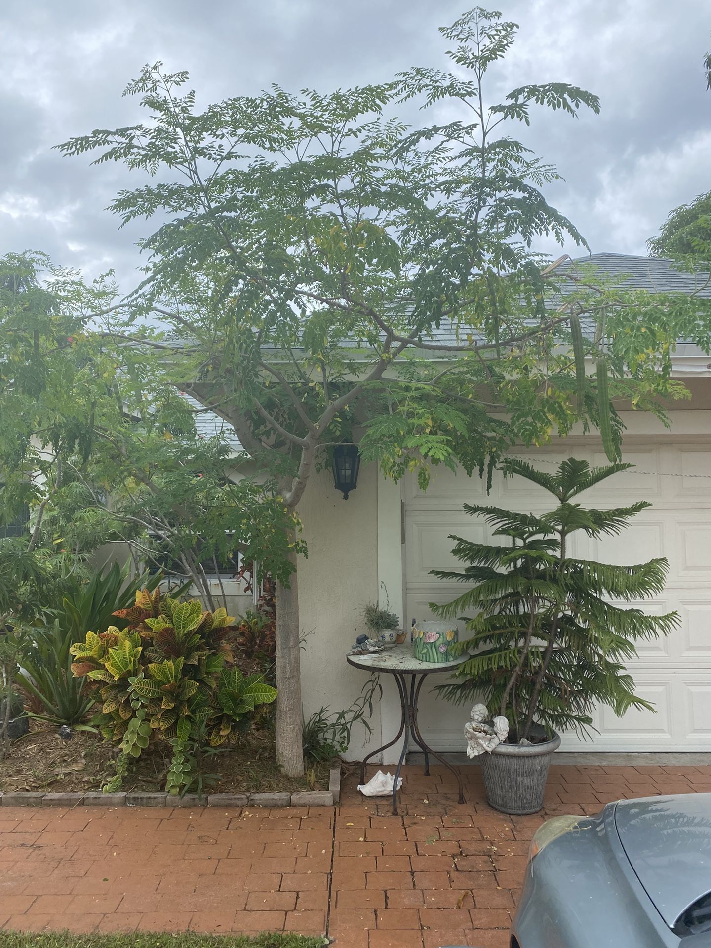 Moringa Leaves A True Miracle  When Made Into A Tea