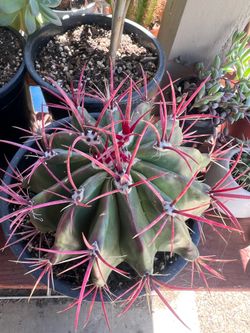 Cactus plant