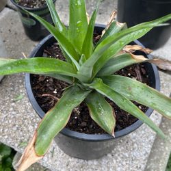 Pineapple Plant 