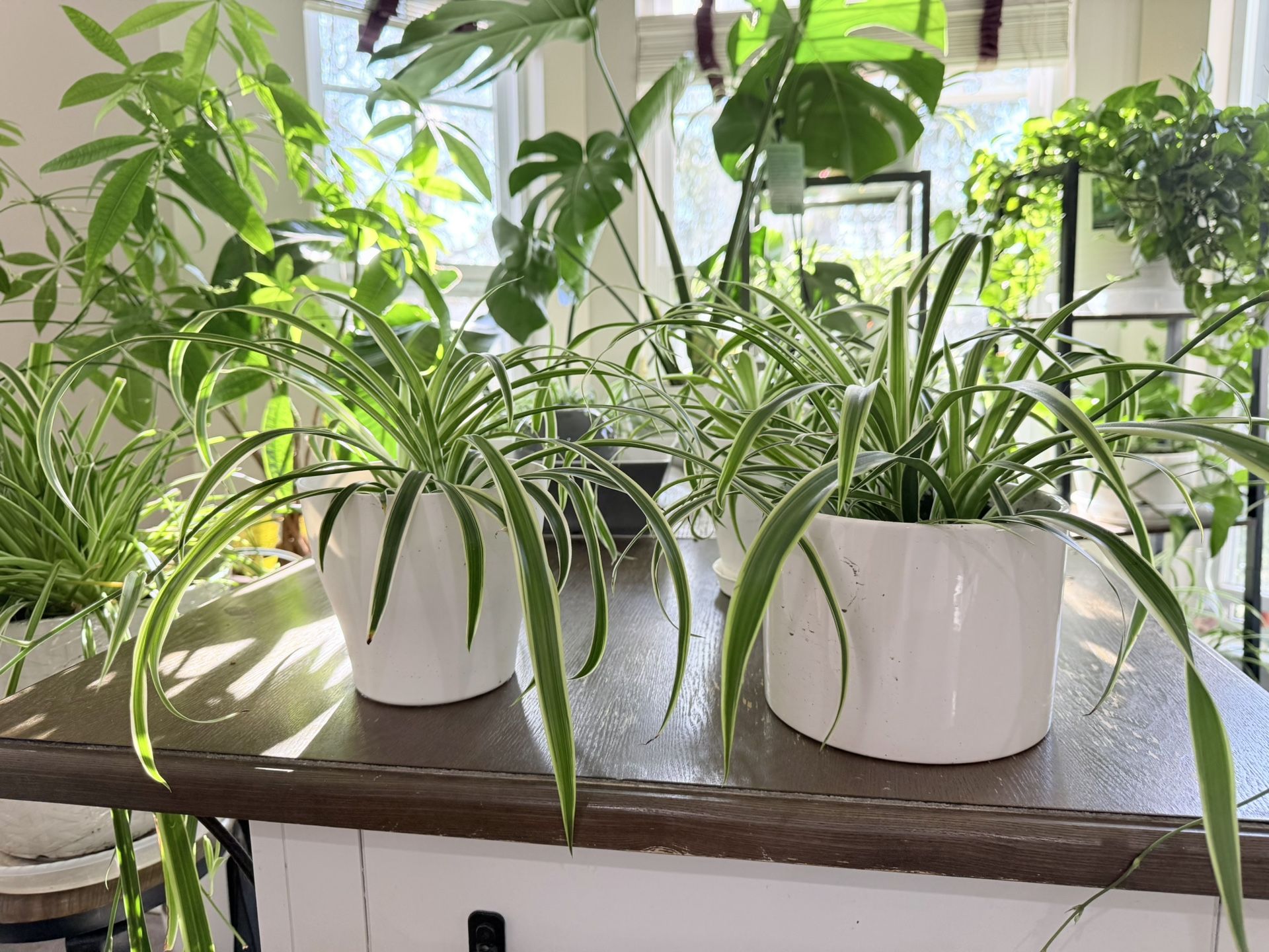 Spider Plant - Small, Medium