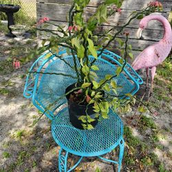 Gorgeous Plant 🪴 1 Gallon/Well Established 