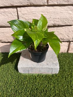 4” Pothos Plant