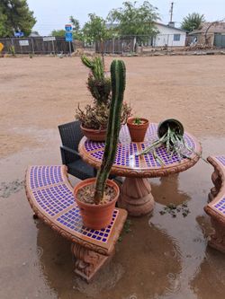 Cactus