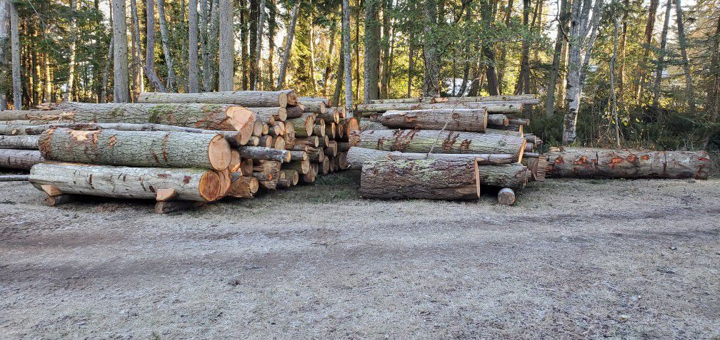10 Foot Logs For Fire Wood