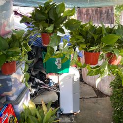 Hanging Shade Plant 12 Each 