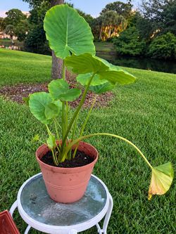 🌿 Large Green Elephant Ear Plant (Alocasia/Colocasia Type) – 3.1 FT Tall with Pot – $30