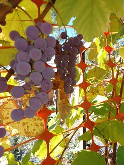 Wine Grapes And 2 Vines