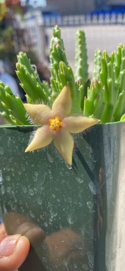 Stapelia