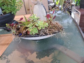 Succulent Ceramic Dish G