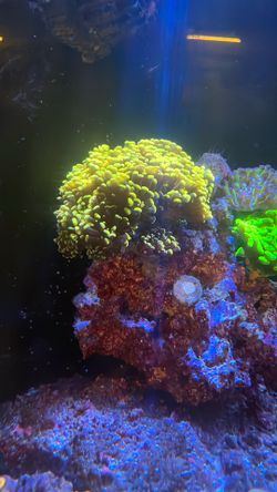 Toy Hammer Euphyllia Coral