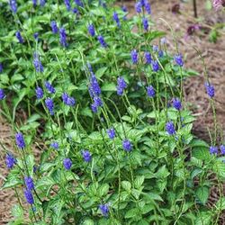 Blue/Purple Flower Plants 🌱