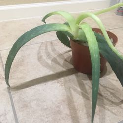 Aloe Plant Needs Good Home ASAP!