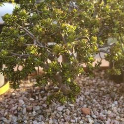 Free Jade Plant