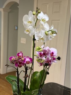 3 in 1 pot orchid plant