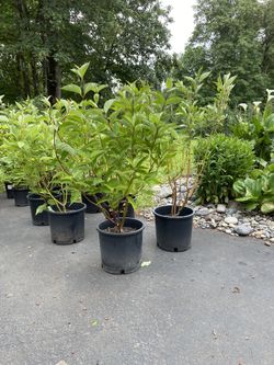 Twig Dogwood Bush,Red,Orange And Yellow 3-4 Feet Tall