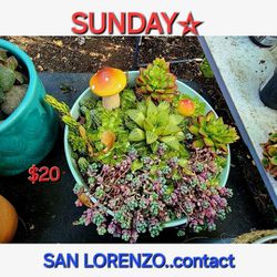 SUCCULENT SALE ON SUNDAY AFTERNOON PLEASE CONTACT ME FOR APPT  THRU OFFER UP SAN LORENZO