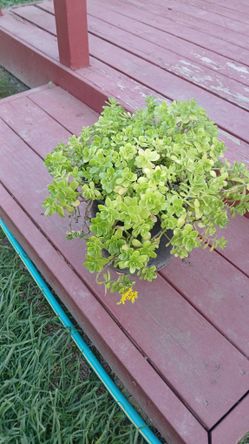 Beautiful Hanging Succulent Plants