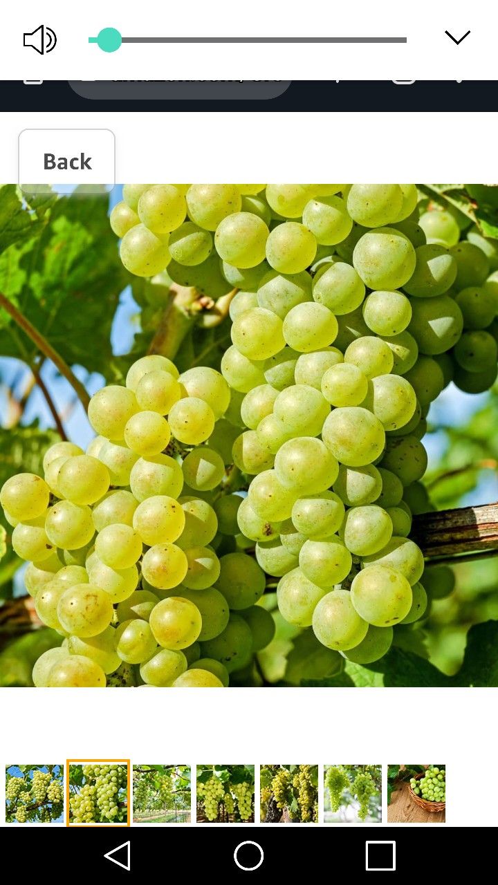 Niagara Green Grape Seedling Plant 1ft Ready To Plant
