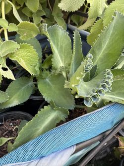 Mala Madre O Calanchoe
