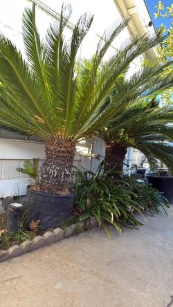 2  Sago palm