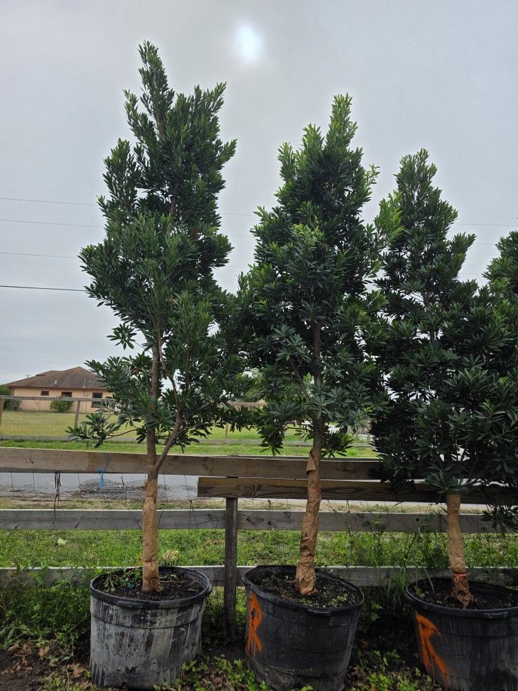 Japanese Blueberry Tree 15gallon 10ft