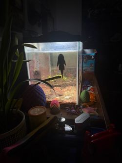 20 Gallons  fish tank