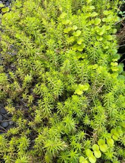 Free Ground Cover