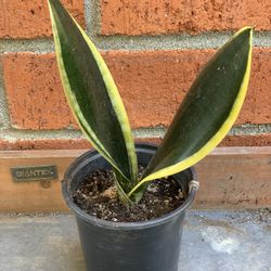 Easy care Snake Plant Sansevieria Golden Yellow and Green HousePlant House Plant  Cash only  