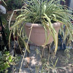 Spider Plant 