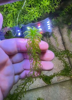 Aquarium Plants